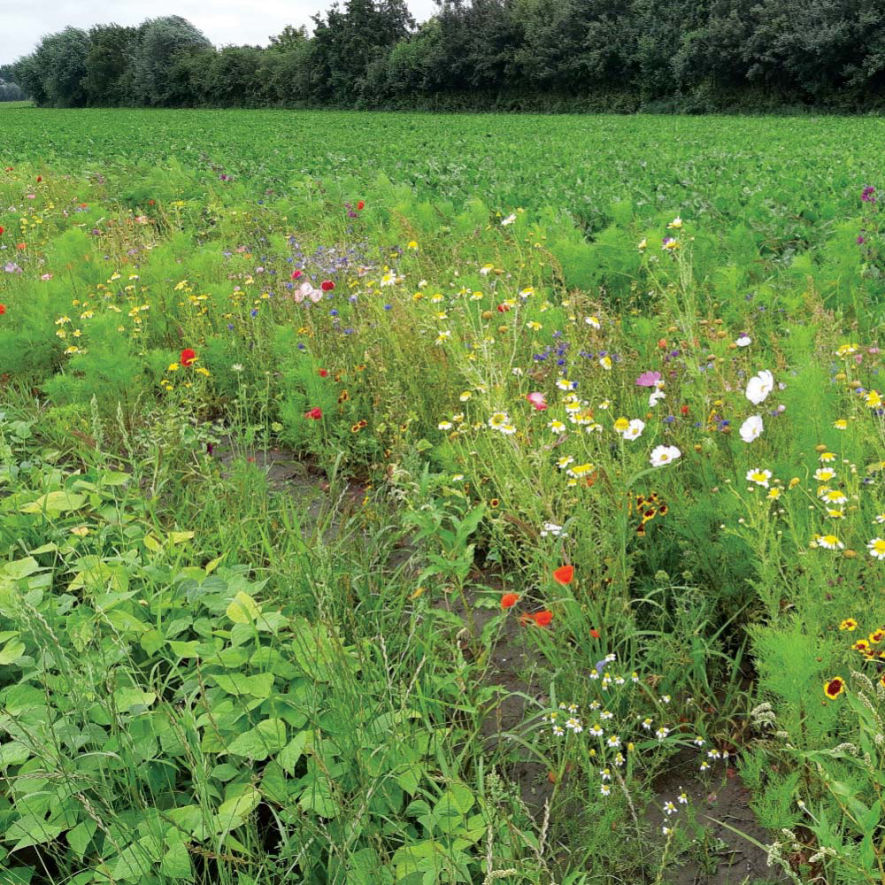 Flower border at a brown bean field in bloom for the first time