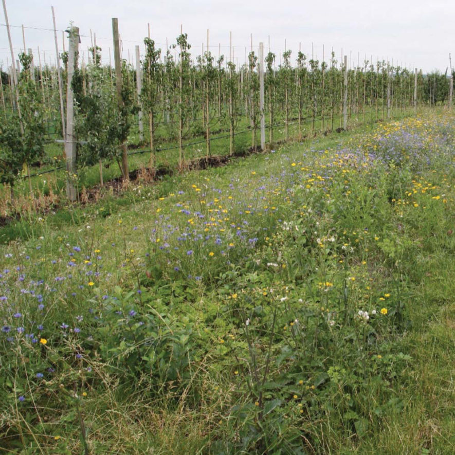 Flower border in a pear orchard